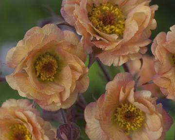 Geum  'Mai Tai' ®