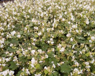 Geranium macrorrhizum 'White Ness'