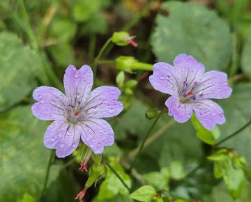 Geranium nodosum