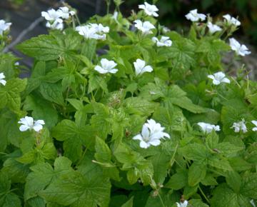 Geranium nodosum 'Silverwood'