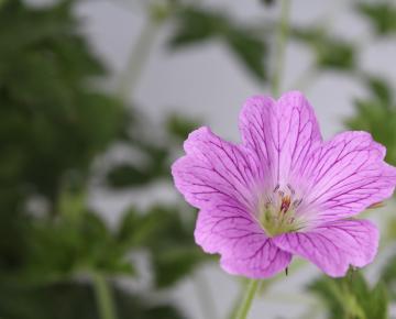Geranium oxonianum (x) 'Claridge Druce'