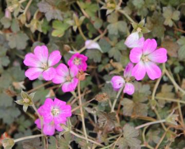 Geranium  'Orkney Cherry' ®