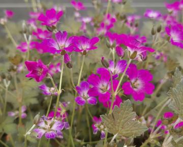 Geranium  'Orkney Cherry' ®