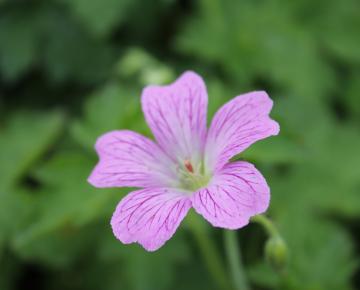 Geranium oxonianum (x) 'Rose Clair'