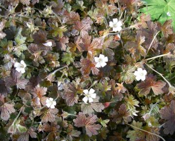 Geranium oxonianum (x) 'Sanne'