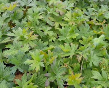 Geranium palustre