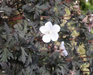 Geranium pratense 'Black 'n White Army'
