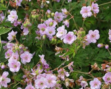 Geranium pratense 'Else Lacey'