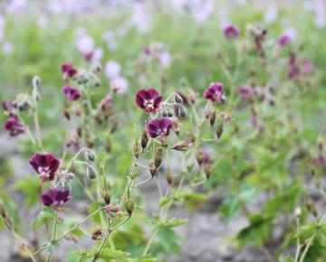 Geranium phaeum