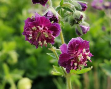 Geranium phaeum 'Joseph Green'