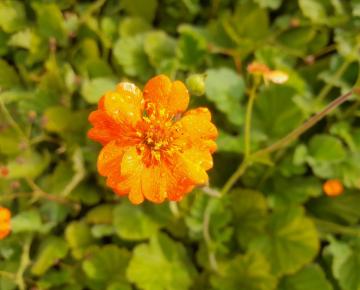 Geum  'Prinses Juliana'