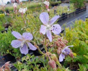 Geranium pratense 'Mrs Kendall Clark'