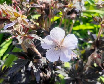 Geranium pratense 'Midnight Reiter' PBR