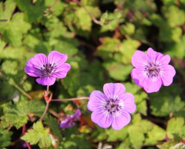 Geranium  'Pink Penny' ®