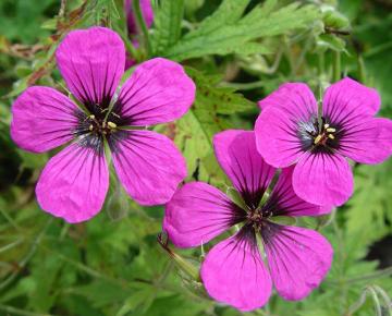 Geranium psilostemon