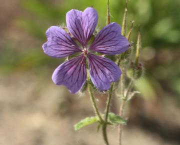 Geranium  'Philippe Vapelle'