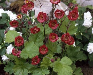Geum rivale 'Flames of Passion' ®