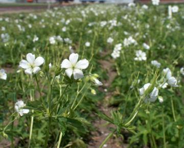 Geranium richardsonii