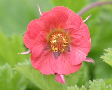 Geum rivale 'Leonard's Variety'