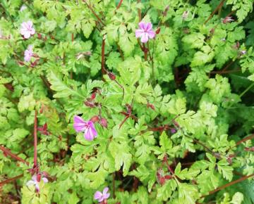 Geranium robertianum