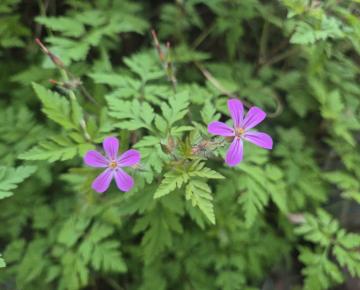 Geranium robertianum