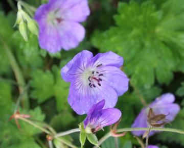 Geranium  'Rozanne' ®