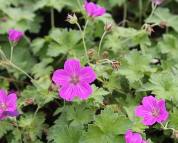 Geranium riversleaianum (x) 'Russel Prichard'