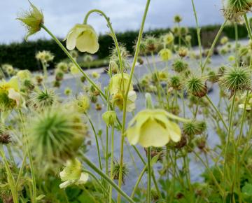 Geum rivale 'Tales of Hex'