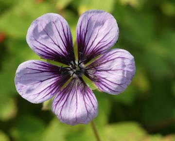 Geranium  'Salomé'