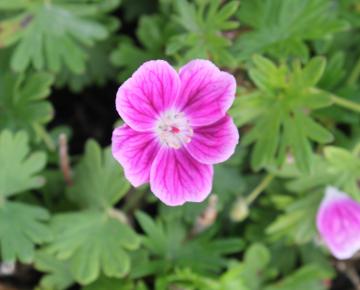 Geranium sanguineum 'Elke'