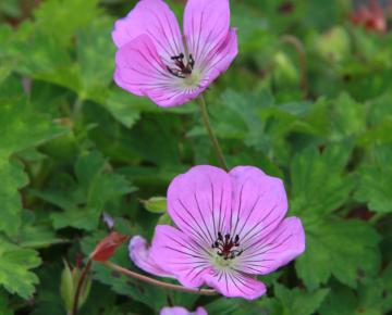 Geranium  'Sweet Heidy' PBR