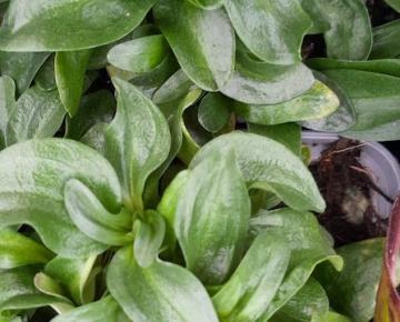 Gentiana septemfida var.lagodechiana