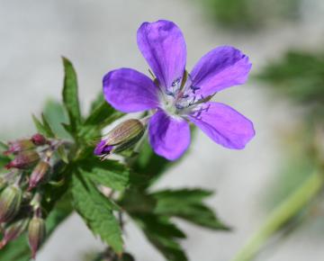 Geranium sylvaticum 'Mayflower'