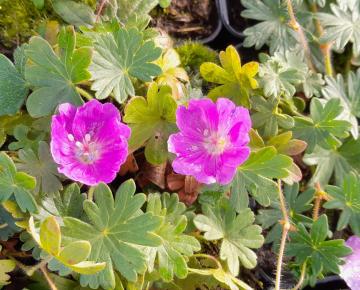 Geranium sanguineum 'Max Frei'