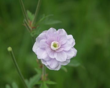 Geranium pratense 'Summer Skies' ®