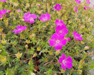 Geranium sanguineum 'Shooting Star'
