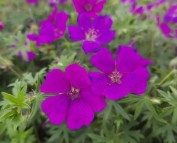 Geranium sanguineum 'Shooting Star'