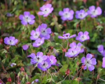 Geranium  'Sylvias Surprise' PBR