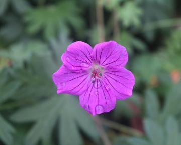 Geranium  'Tiny Monster'
