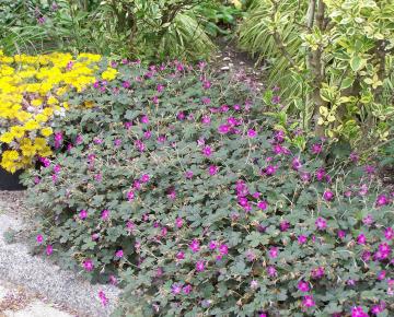 Geranium  'Tanya Rendall' PBR