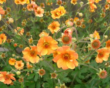 Geum  'Totally Tangerine' ®