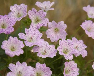 Geranium versicolor