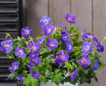 Geranium wallichianum 'Bloom Time'