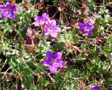 Geranium wlassovianum
