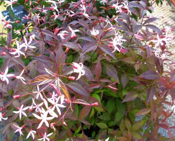 Gillenia trifoliata 'Pink Profusion'