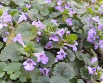 Glechoma hederacea