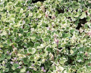 Glechoma hederacea 'Variegata'