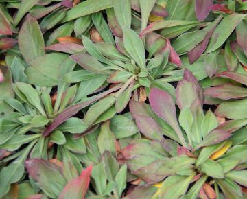 Goniolimon tataricum (Limonium tataricum)