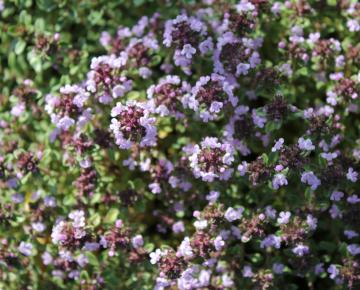 Gypsophila cerastioides