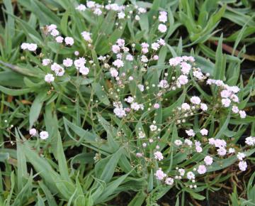 Gypsophila paniculata 'Bristol Fairy'